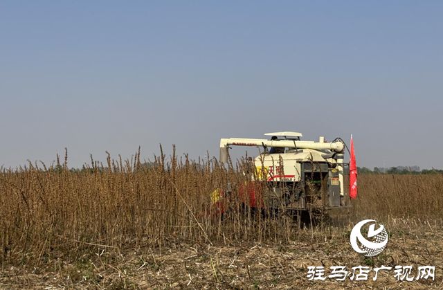 有机融合 芝麻机收喜获成功麻将胡了驻马店：良种良法(图2)